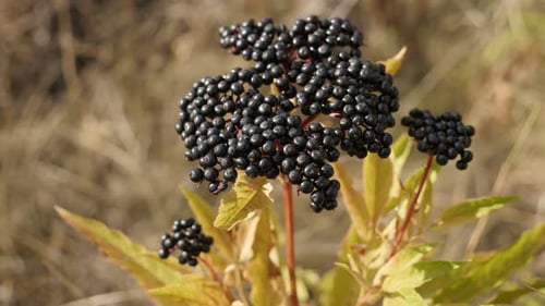 Close-up of Sambucus ebulus field bush top 4K 2160p 30fps UltraHD footage - Danewort herbaceous elde