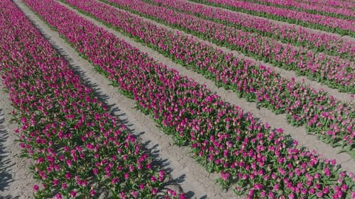 Pink Tulips field in The Netherlands