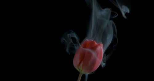 Eine Blume im Rauch.