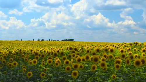 Sunflower Field