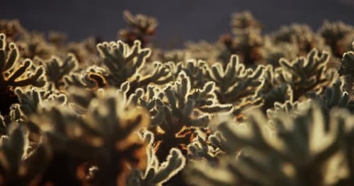Filmmaterial von Desert Cactus