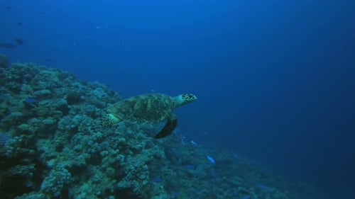 Sea Turtle Hawksbill