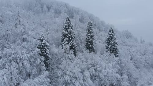 Luftaufnahme: Fichten- und Kiefernwinterwald vollständig mit Schnee bedeckt.