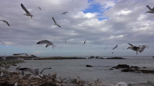 Ocean Waves Over Cliffs and Lot of Flying Seagulls