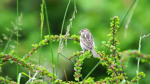 House Sparrow