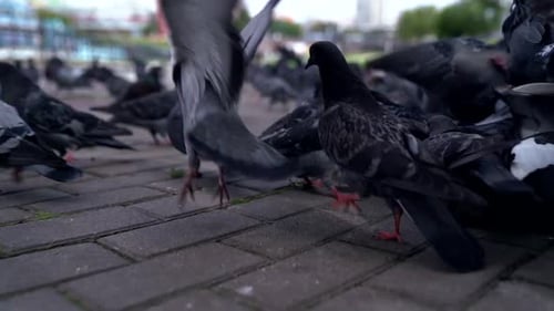 Schwarm Tauben sitzen auf dem Boden im Stadtpark und fliegen vor der Kamera