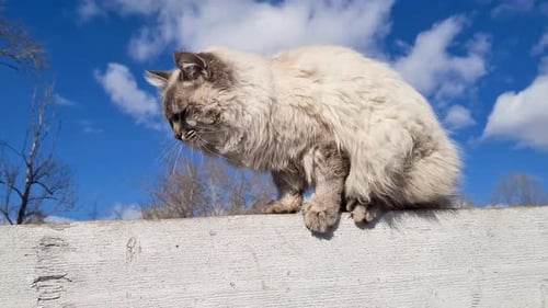 Homeless White Cat Sitting on the Fence at Farm