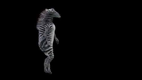 Realistic 3D Dancing Zebra with Alpha Channel