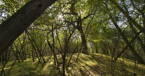 Großer Baum In Einem Wald Im Herbst