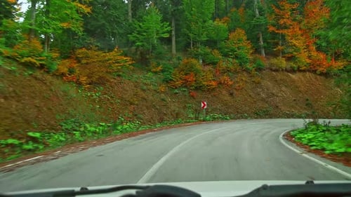 Drive a Car in the Forest