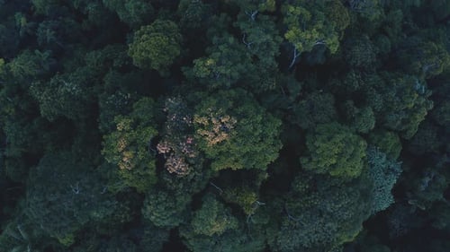 Aerial top down view, slow cinematic shot of tropical forest canopy