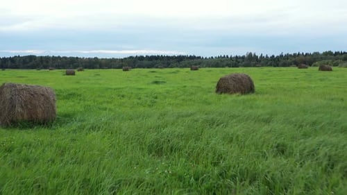 Haystacks on Field with Green Grass. Autumn Time