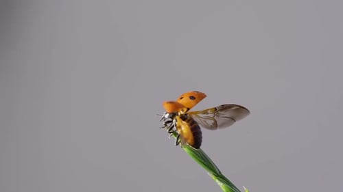 Ladybug Taking Flight From the Tip of Plant