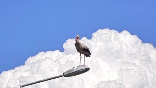 Storch auf einem Laternenpfahl