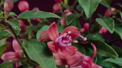 Fuchsiafarbene Blüten blühen im Zeitraffer