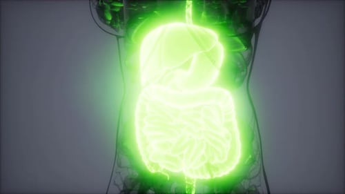 Glowing Human Internal Organs 3D Medical Science Visualization