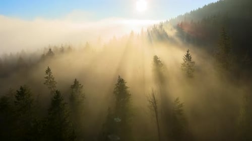 Aerial View of Foggy Evening Over Dark Pine Forest Trees at Bright Sunset