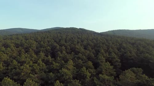 Aerial Pine Forest