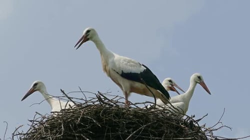 Storchenfamilie im Nest