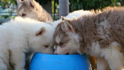 Lindos cachorros de husky siberiano bebiendo agua de un tazón