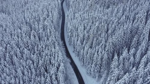 Aerial View Empty Road Fresh Snow on Forest Trees