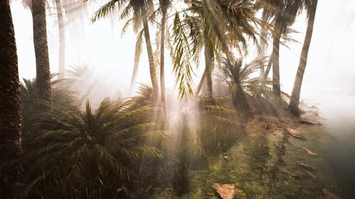 Cocotiers dans un brouillard matinal profond
