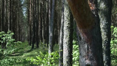 Landscape of Summer Forest with Pine Trunks and Green Bushes Filmed in Closeup