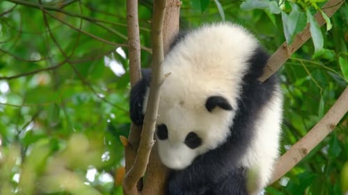 Adorable Baby Panda Relaxing and Sleeping in Tree