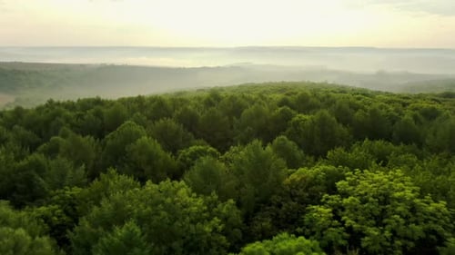 Green Forest in Hazy Morning in Nature