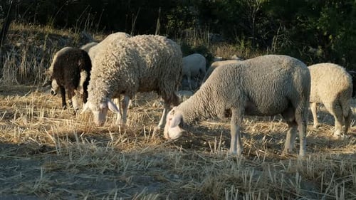 Sheep Grazing Field