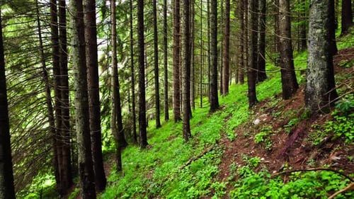 Sunny Magical Forest in the Rays of the Rising Sun in the Morning Time