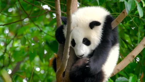 Sweet Baby Panda Resting High in a Tree
