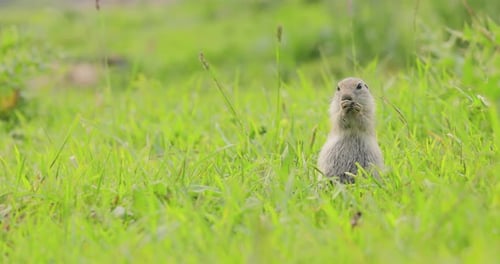 Bergkaukasisches Grundeichhörnchen oder Elbrus Erdhörnchen Spermophilus Musicus