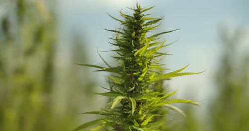 Green Hemp Plant in Field
