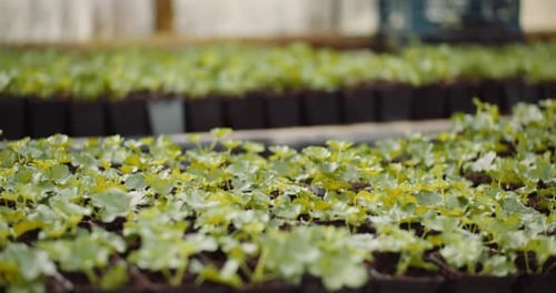 Geranium Seedlings in Greenhouse Agriculture