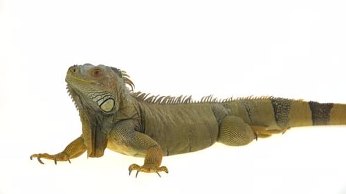 Iguane isolé sur fond blanc