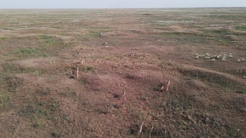 Herd of Wild Saiga Antelopes Saiga Tatarica Running Through the Steppe