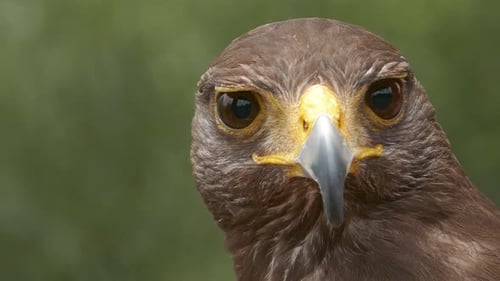 Kite Bird Closeup