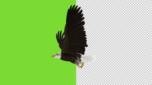 Bald Eagle Flying Over Screen - IV - Transparent and Green