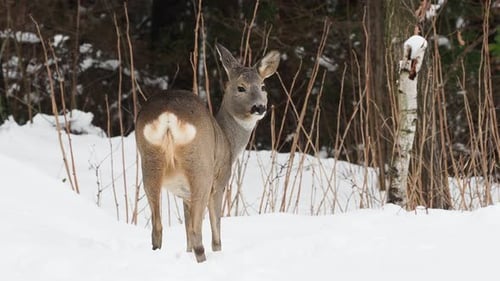 Alert Deer Standing in Snowy Winter Forest