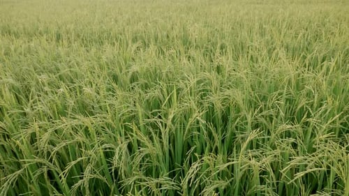 Rice field green grass and sunset landscape background with pan or rotation motion scene.4K 29.97 fp