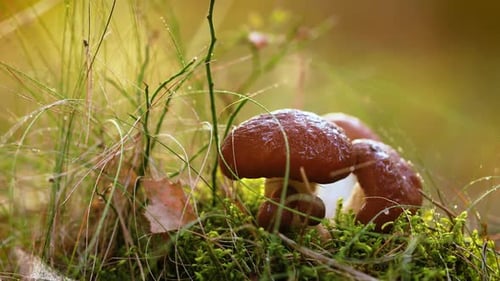 Mushrooms In a Sunny Forest