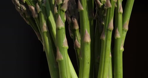 Spargel, auch Gartenspargel genannt