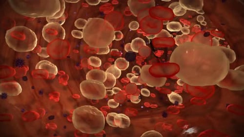 Animated Blood Cells Flowing Through a Microscopic Bloodstream