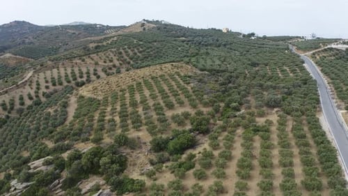 Luftaufnahme von Olivenbäumen auf Kreta, Griechenland. Olivenplantage auf dem Hügel