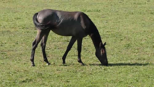 Horse Grazing on Lush Green Summer Pasture