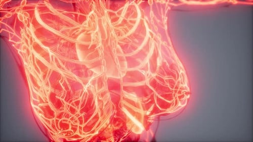3D Medical Scan of Human Torso Blood and Lymphatic System