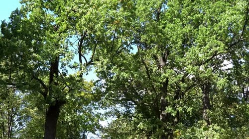 Lush Green Trees in a Peaceful Forest