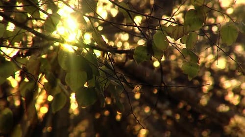 Golden Sunbeams Filtering Through the Forest Canopy.