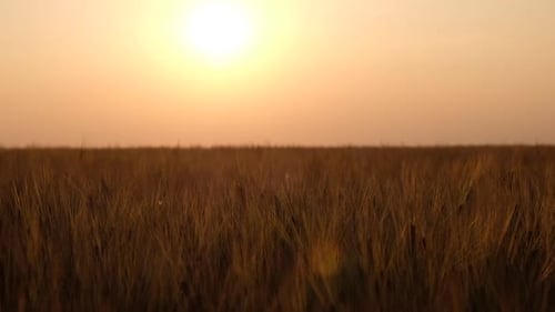 Golden Wheat Field at Sunrise
